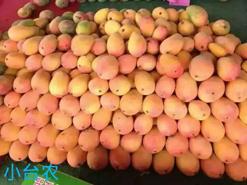 芒果 新鮮水果 百色田東芒果 小臺農 臺芒 廣西特產(chǎn)水果