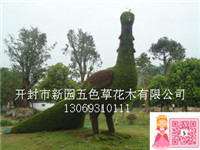 孔雀開屏圖片/孔雀開屏樣板圖 (2)