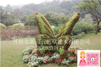 孔雀開屏圖片/孔雀開屏樣板圖 (4)