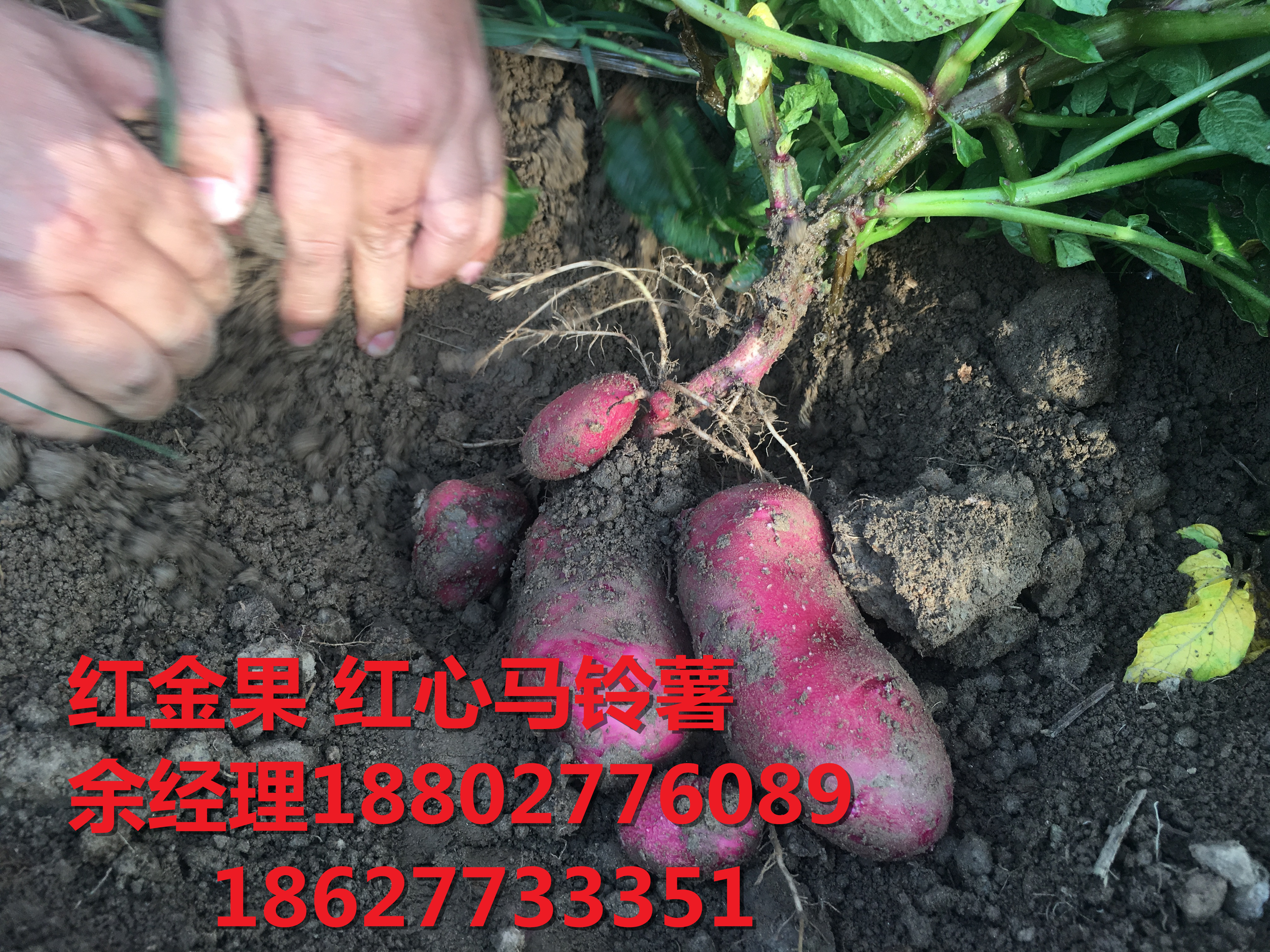 紅心圖片/紅心樣板圖 (3)