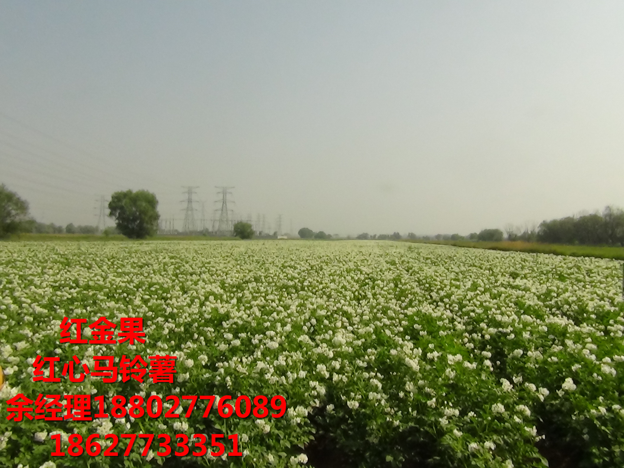 紅心馬鈴薯種植技術(shù)全過(guò)程.余經(jīng)理 18802776089