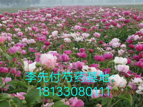 赤芍种子价格赤芍种子价格，供应安徽赤芍种子价格