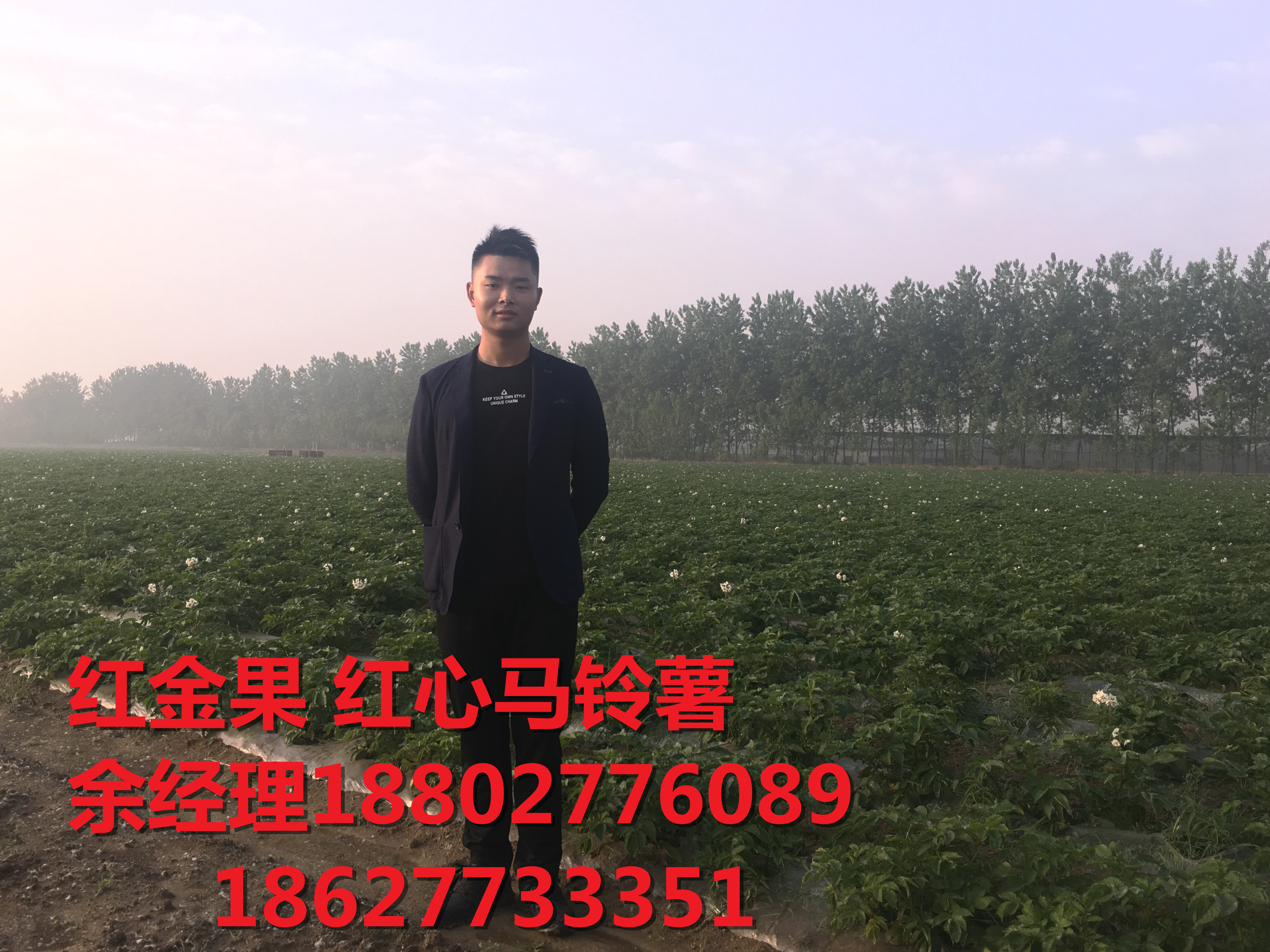 山藥、紅心馬鈴薯、紅心土豆有什么圖片