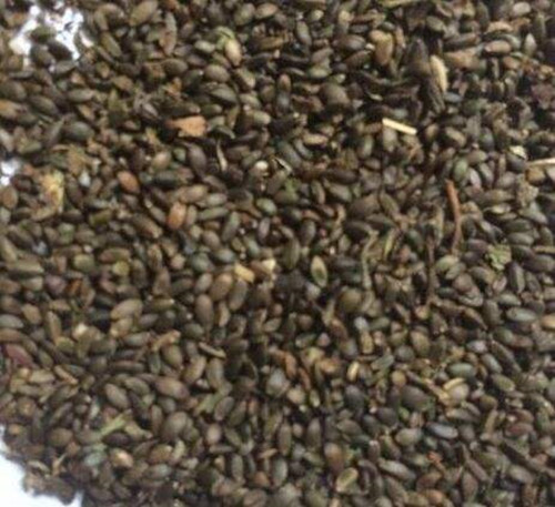 航天丹參圖片/航天丹參樣板圖 (2)