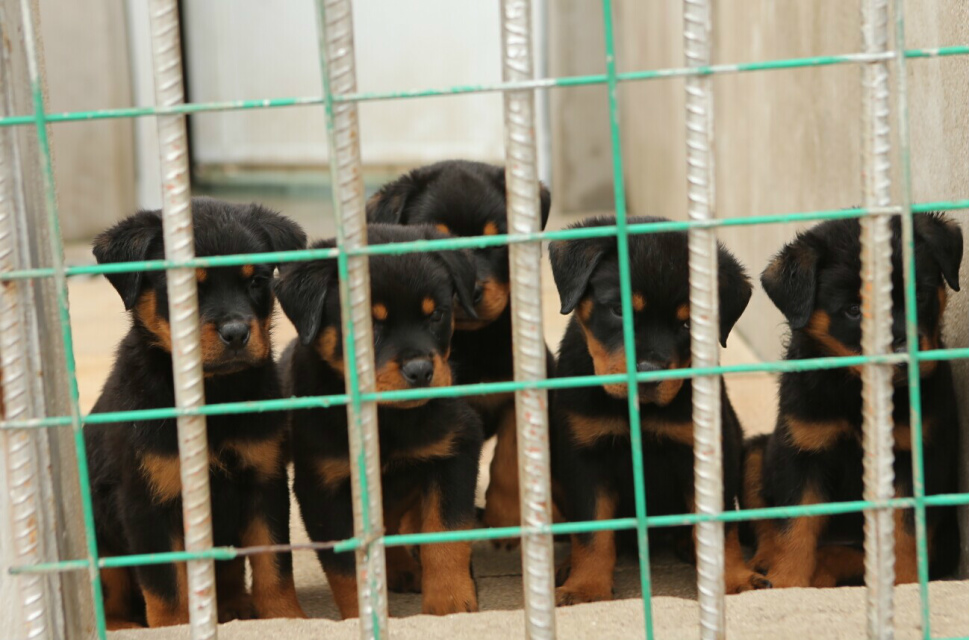 羅威納犬圖片/羅威納犬樣板圖 (4)