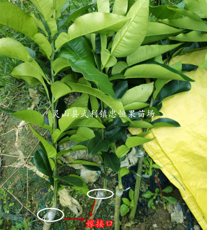 蜜柚樹(shù)苗圖片/蜜柚樹(shù)苗樣板圖 (3)