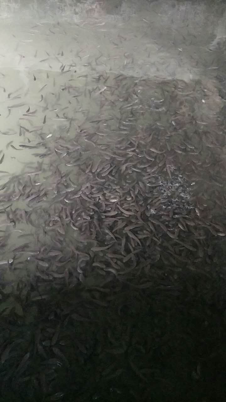 七星魚(yú)圖片/七星魚(yú)樣板圖 (2)