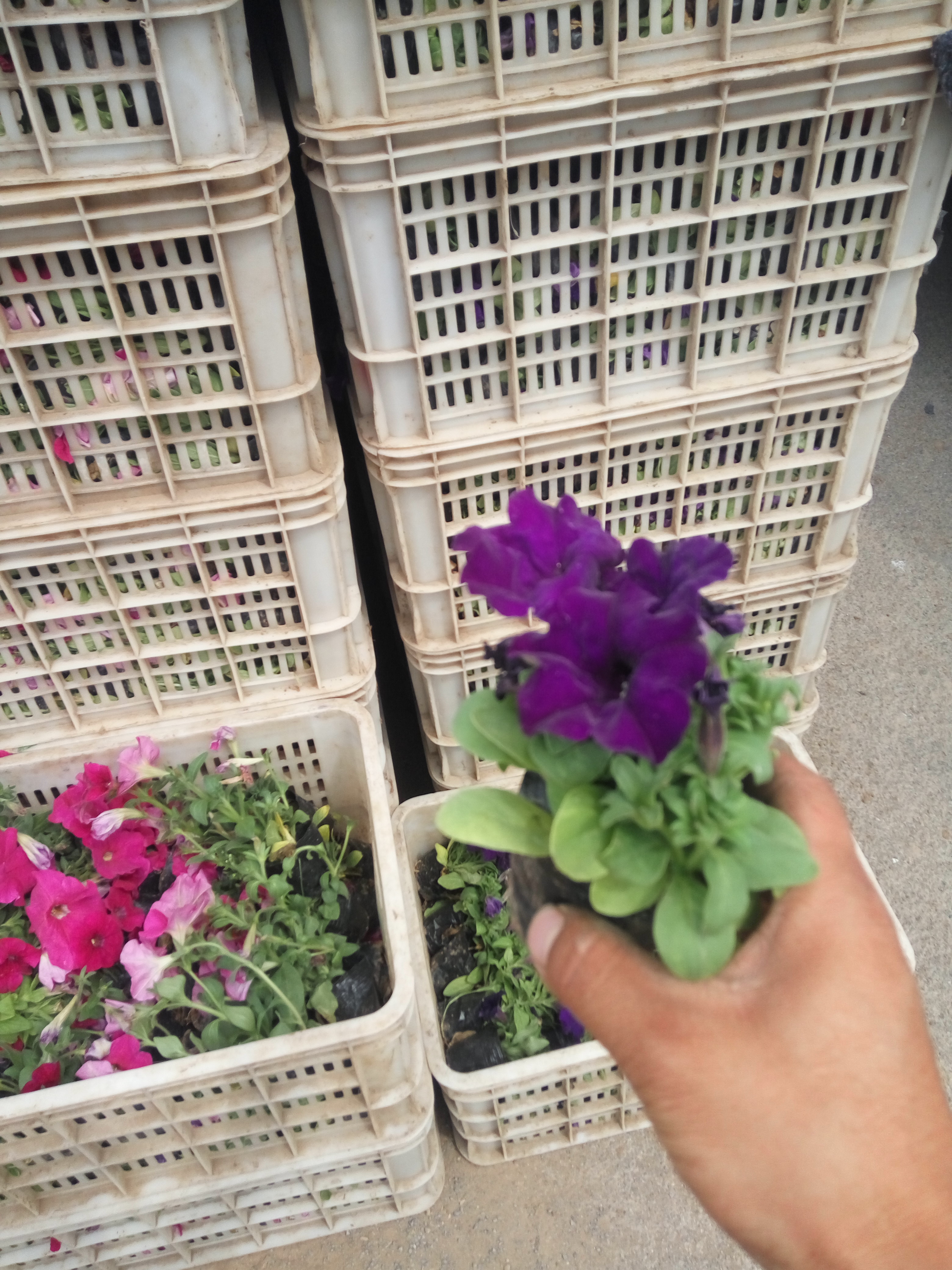 草花圖片/草花樣板圖 (3)