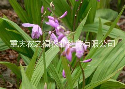 云南白芨種苗昆明白芨種植方法白芨