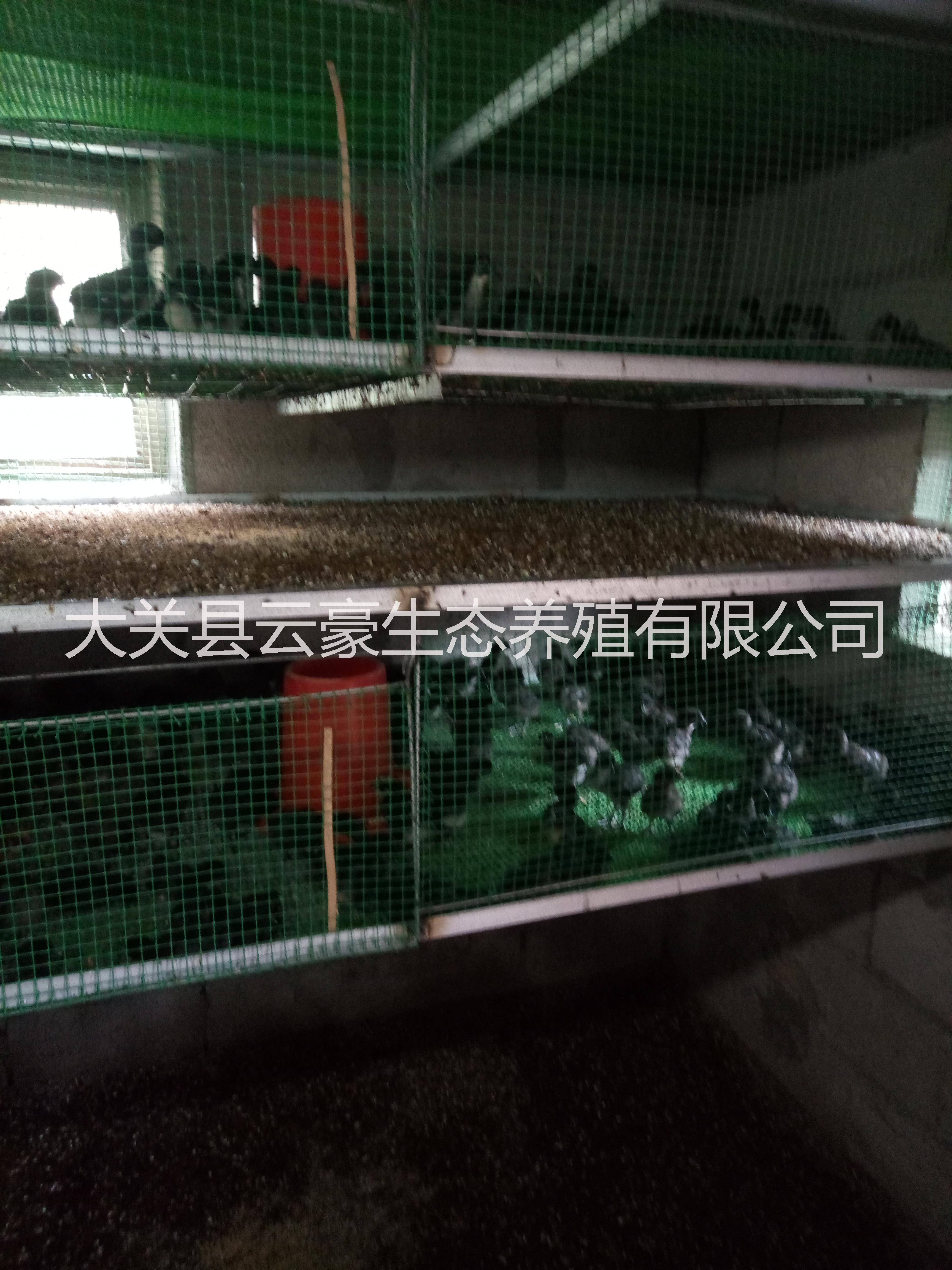 烏骨雞圖片/烏骨雞樣板圖 (3)