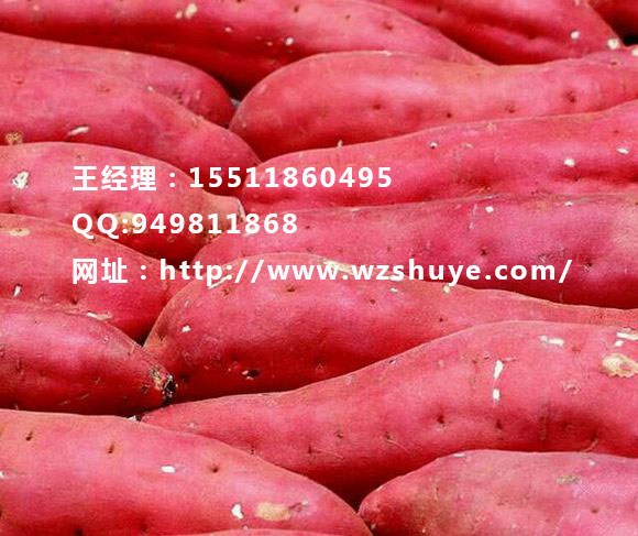 紅薯種苗圖片/紅薯種苗樣板圖 (3)