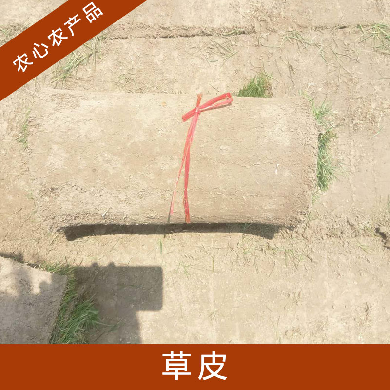 浙江草皮批發(fā)價格圖片/浙江草皮批發(fā)價格樣板圖 (3)