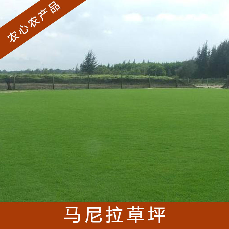 安徽馬尼拉草坪圖片