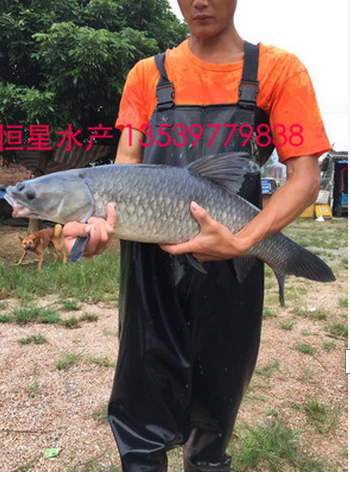 苗 黑鯇 魚苗圖片/苗 黑鯇 魚苗樣板圖 (1)