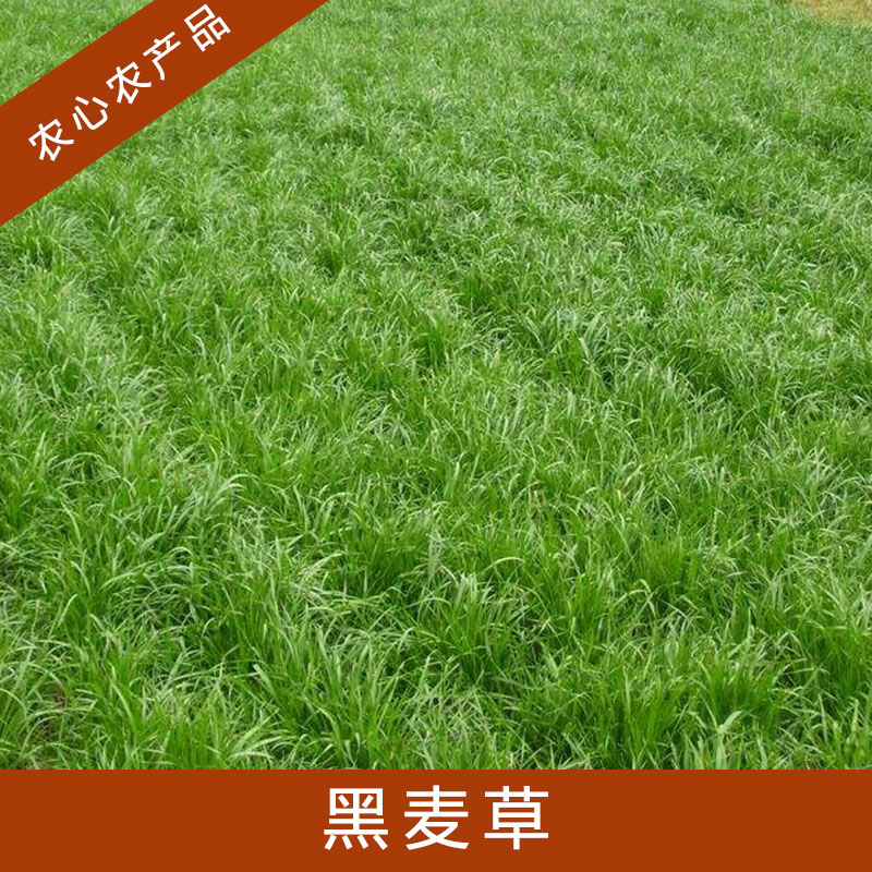 河南黑麥草批發(fā)基地圖片