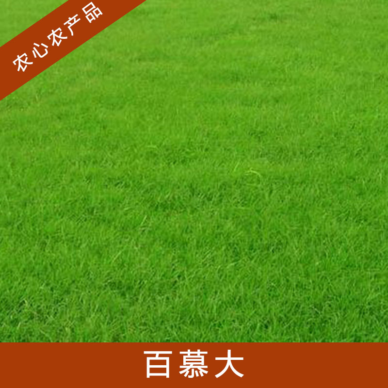 上海百慕大草皮哪里有基地圖片