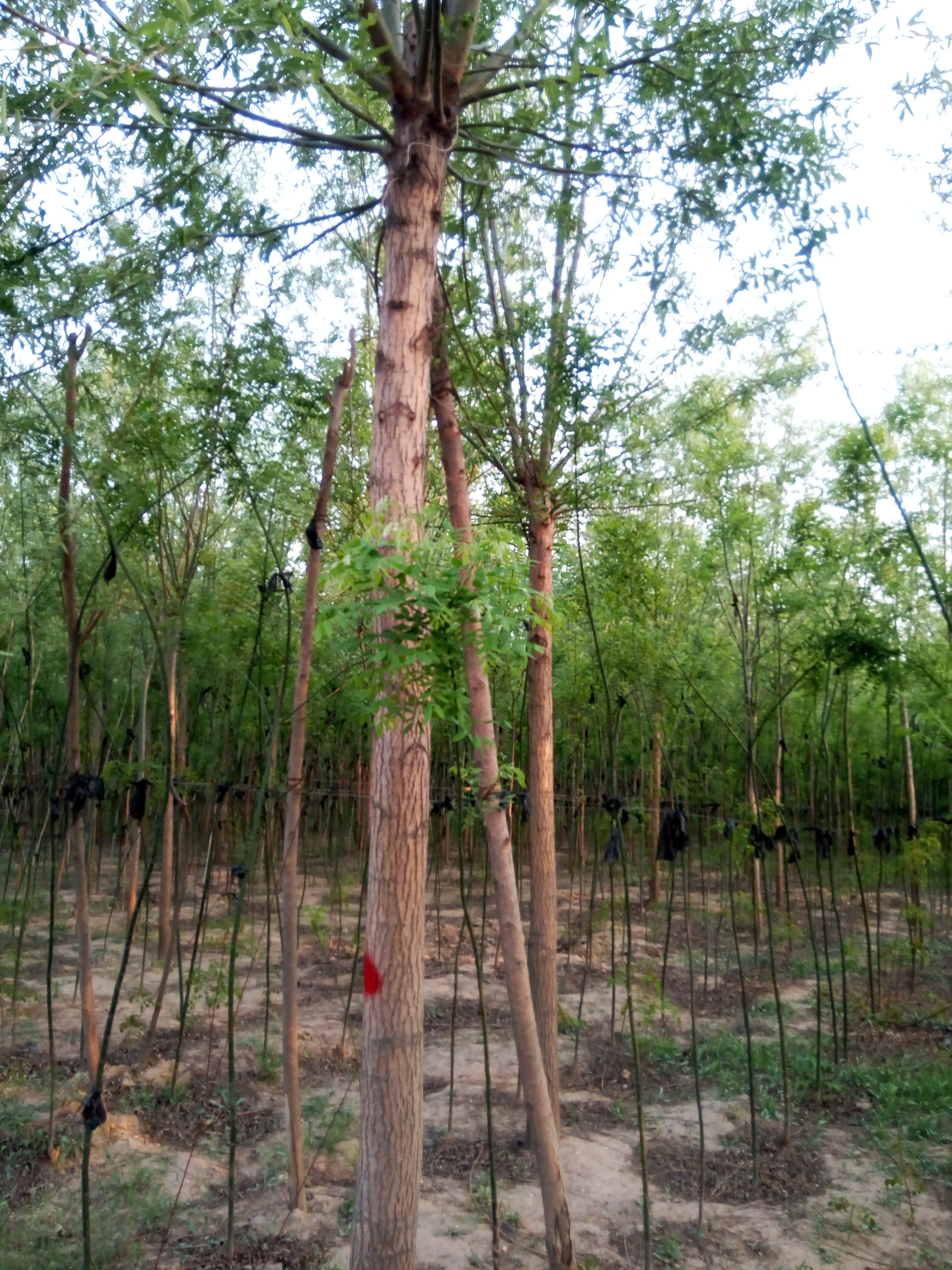 竹柳基地，竹柳種植