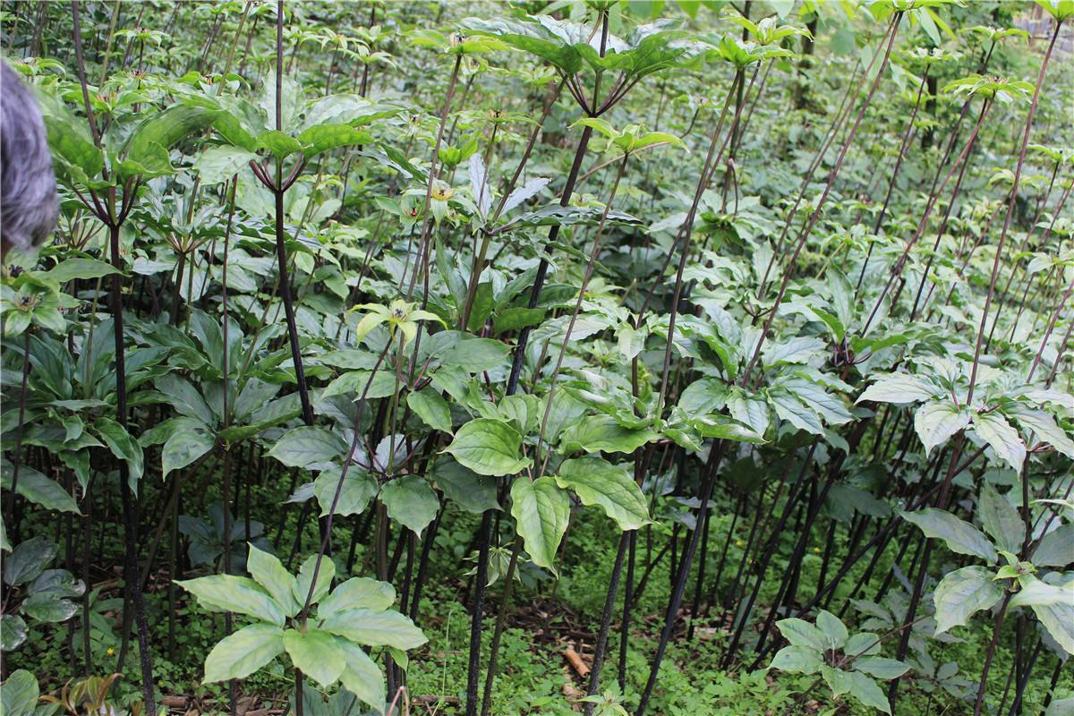 獨(dú)角蓮種子圖片/獨(dú)角蓮種子樣板圖 (4)