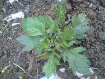 福泉 云三七種苗 成品銷售及回收?qǐng)D片