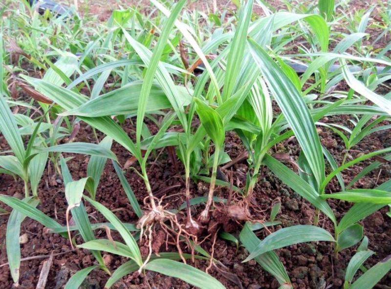 福泉市白岌種苗批發(fā)圖片