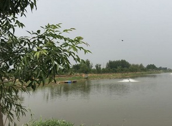 全雄性羅非 奧尼羅非魚 新吉富羅圖片/全雄性羅非 奧尼羅非魚 新吉富羅樣板圖 (4)