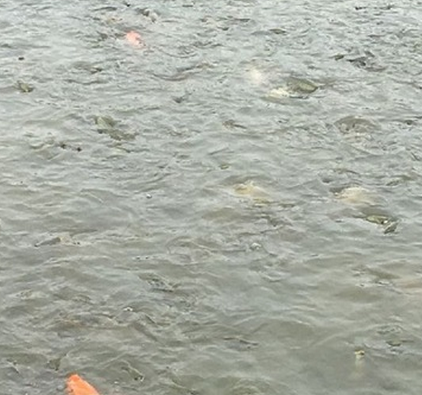 全雄性羅非 奧尼羅非魚 新吉富羅 魚苗供應商 魚苗批發(fā) 魚苗廠家
