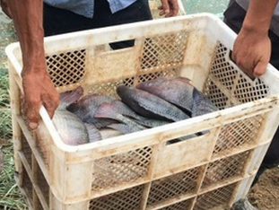 全雄性羅非 奧尼羅非魚 新吉富羅圖片/全雄性羅非 奧尼羅非魚 新吉富羅樣板圖 (2)