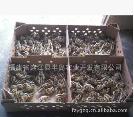 優(yōu)質(zhì)山雞苗家禽廠家 家禽批發(fā)家禽供應(yīng)商