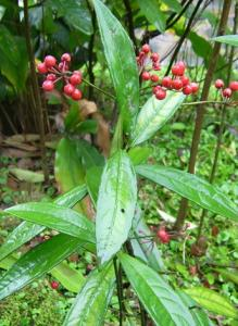 八爪金龍種子種苗批發(fā)圖片