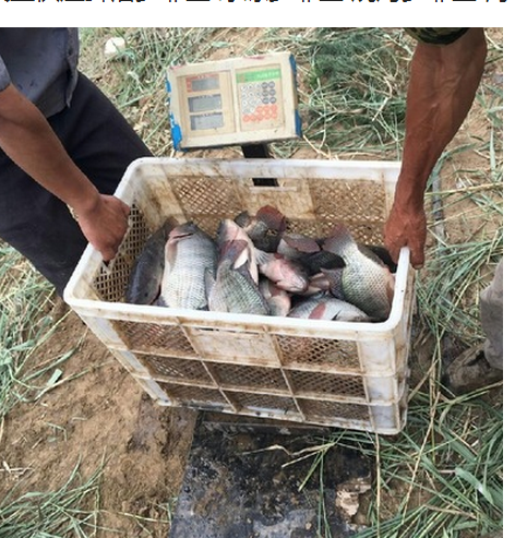 鮮活羅非魚圖片