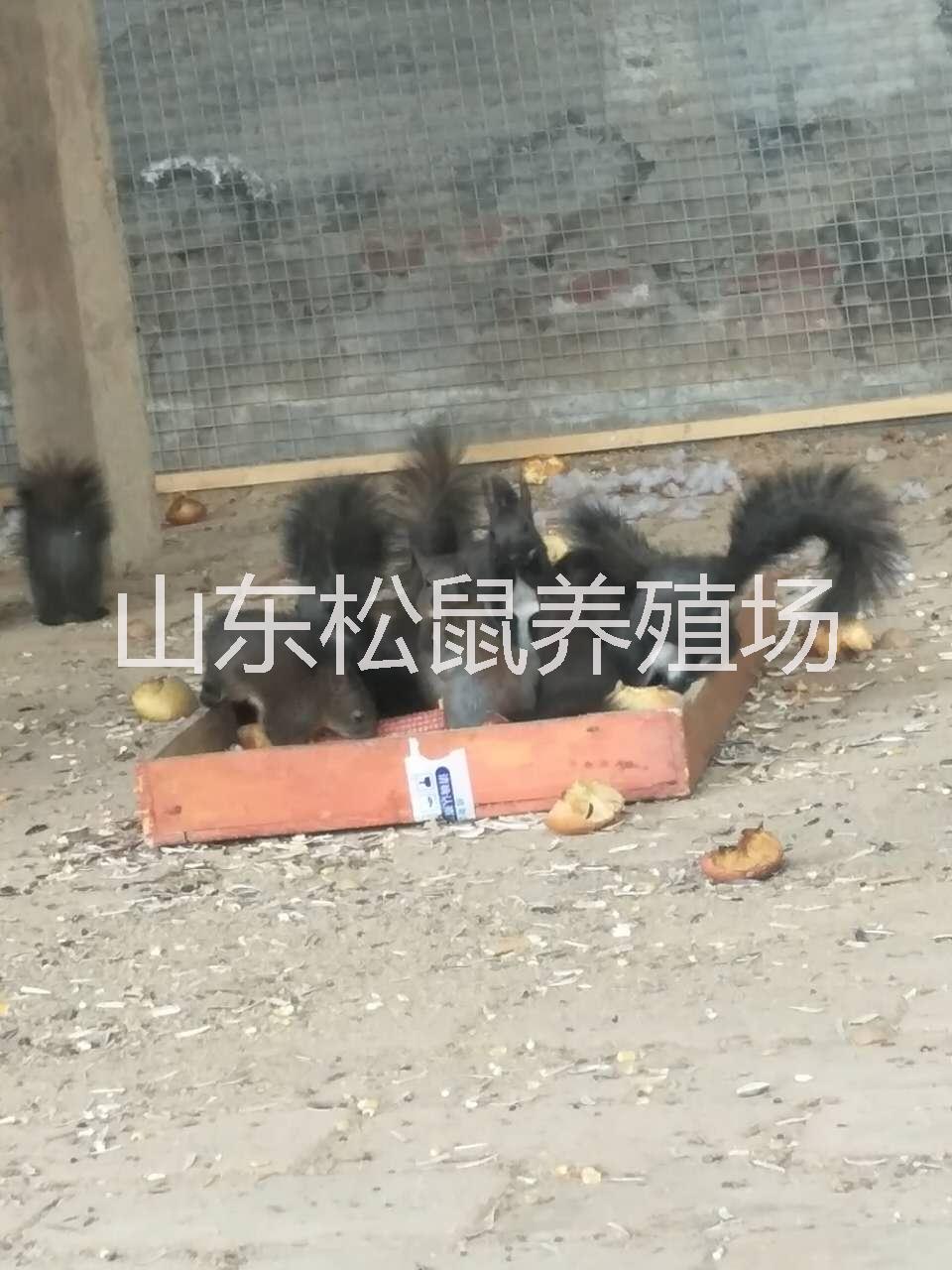 魔王松鼠松鼠幼鼠批發(fā)山東松鼠養(yǎng)殖圖片
