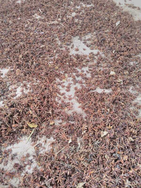 廠家直銷干八角圖片