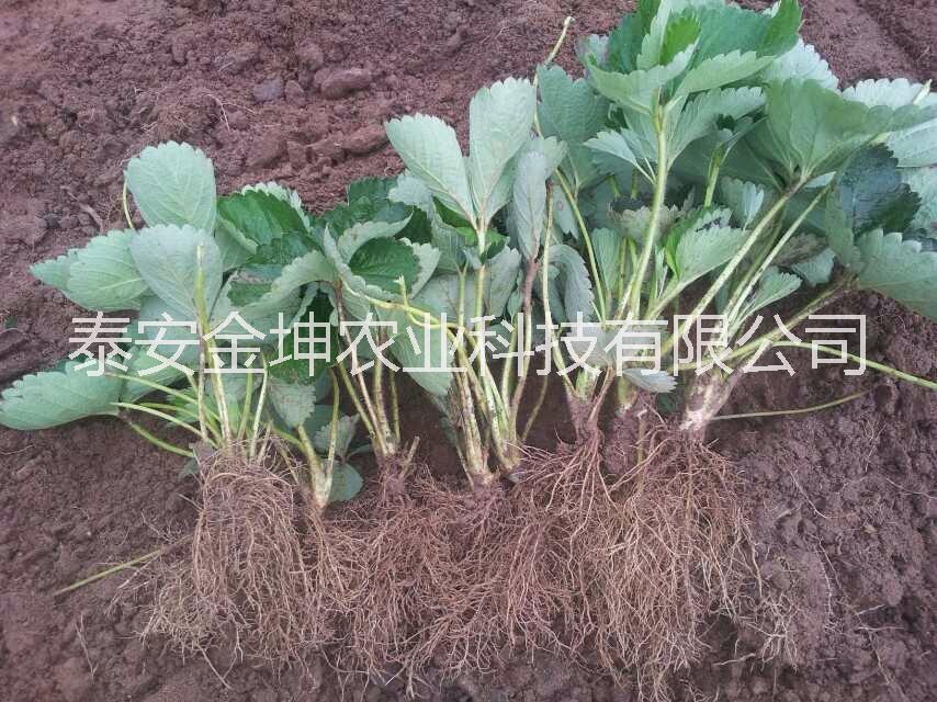 查理草莓圖片/查理草莓樣板圖 (3)