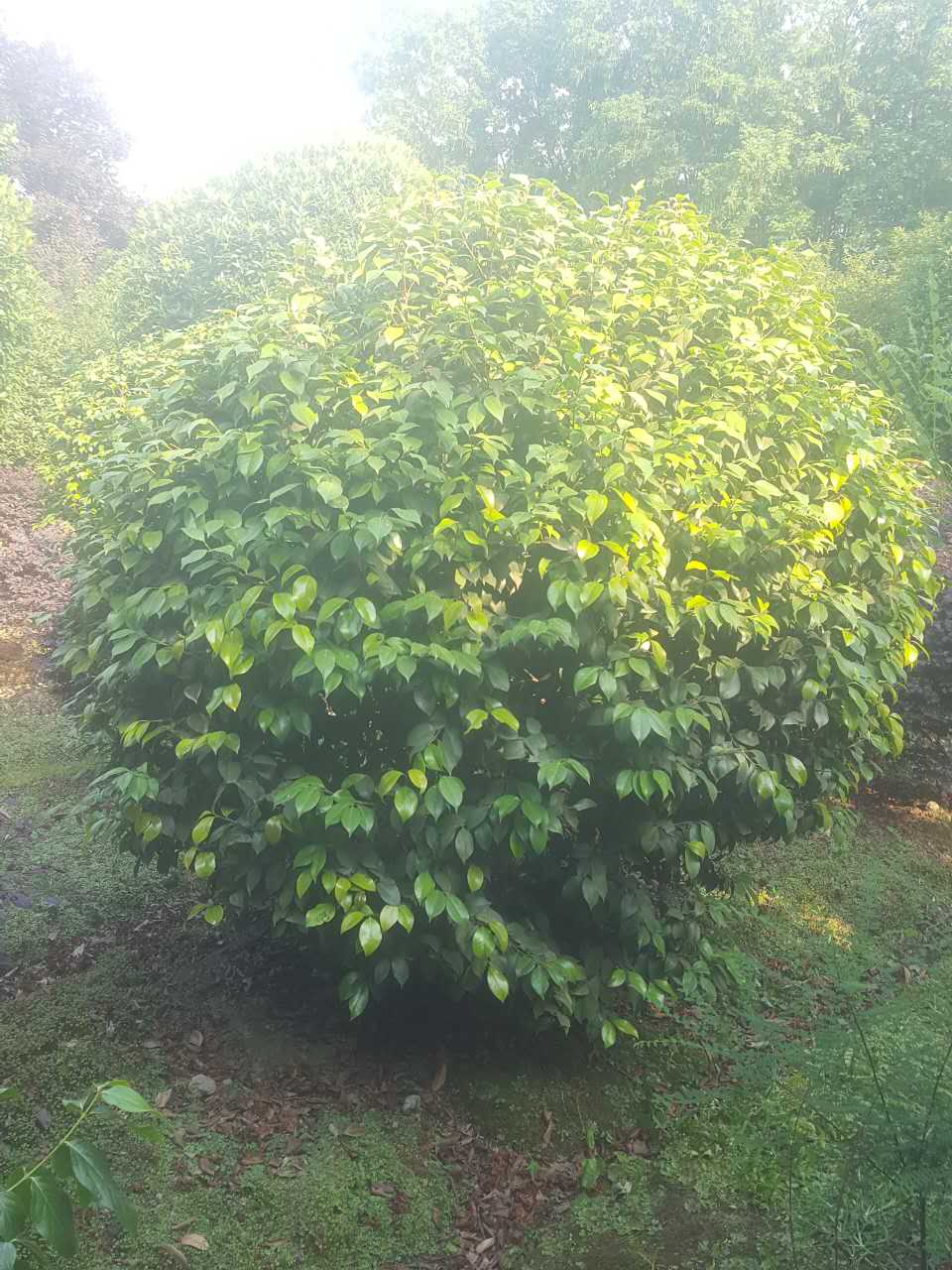 茶花苗圖片/茶花苗樣板圖 (4)