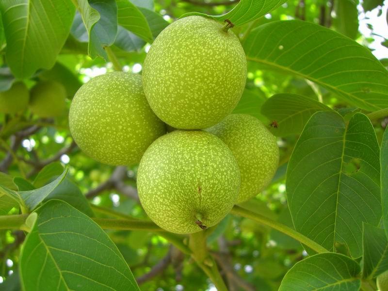 供應(yīng)河南核桃苗批發(fā)價(jià)格/采購(gòu)出售/苗木基地/廠家直銷(xiāo)/供應(yīng)商報(bào)價(jià)哪家好哪里有哪里找