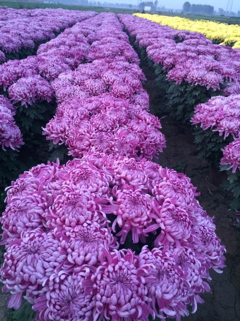 品種菊花圖片/品種菊花樣板圖 (2)