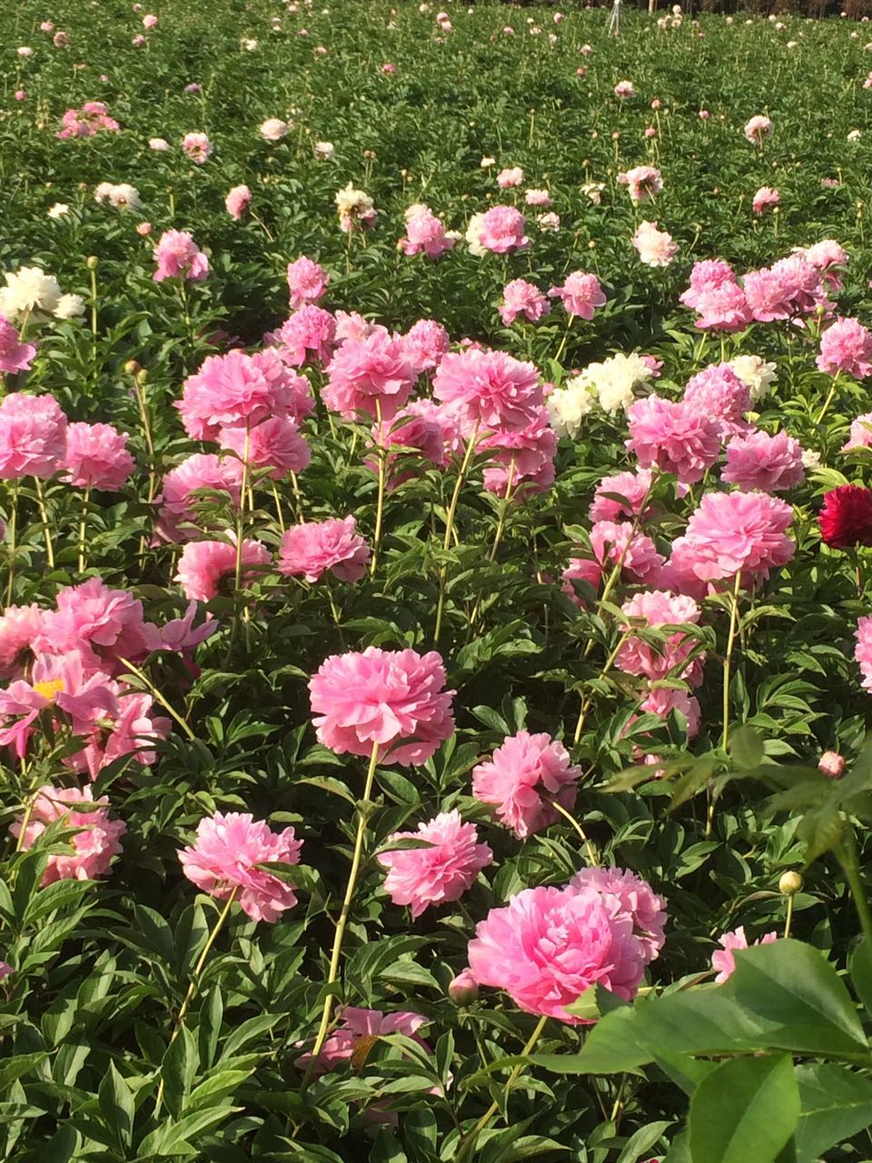 2017芍药花价格厂家