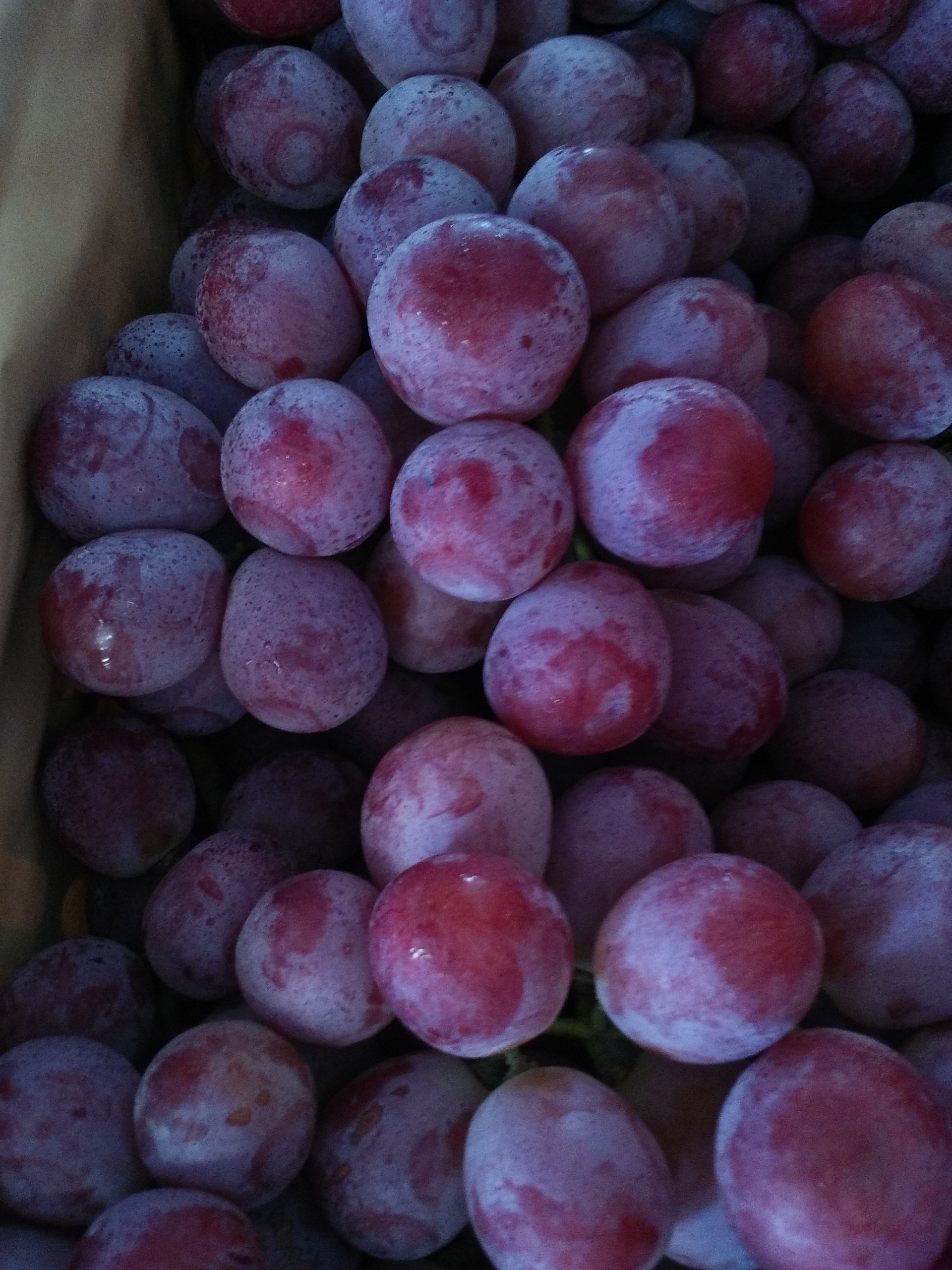 紅提葡萄圖片/紅提葡萄樣板圖 (3)