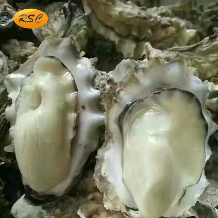 蠔汁圖片/蠔汁樣板圖 (3)