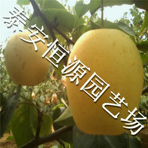 梨樹苗基地批發(fā)價格報價@梨樹苗出售@梨樹苗多少錢@梨樹苗種植技術(shù) 梨樹苗品種