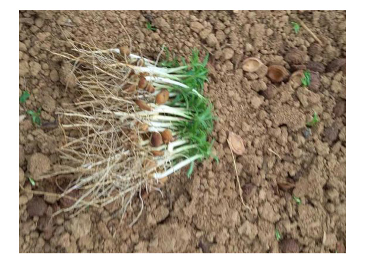 廣西毛桃芽苗供應(yīng)商 歡迎來(lái)電咨詢