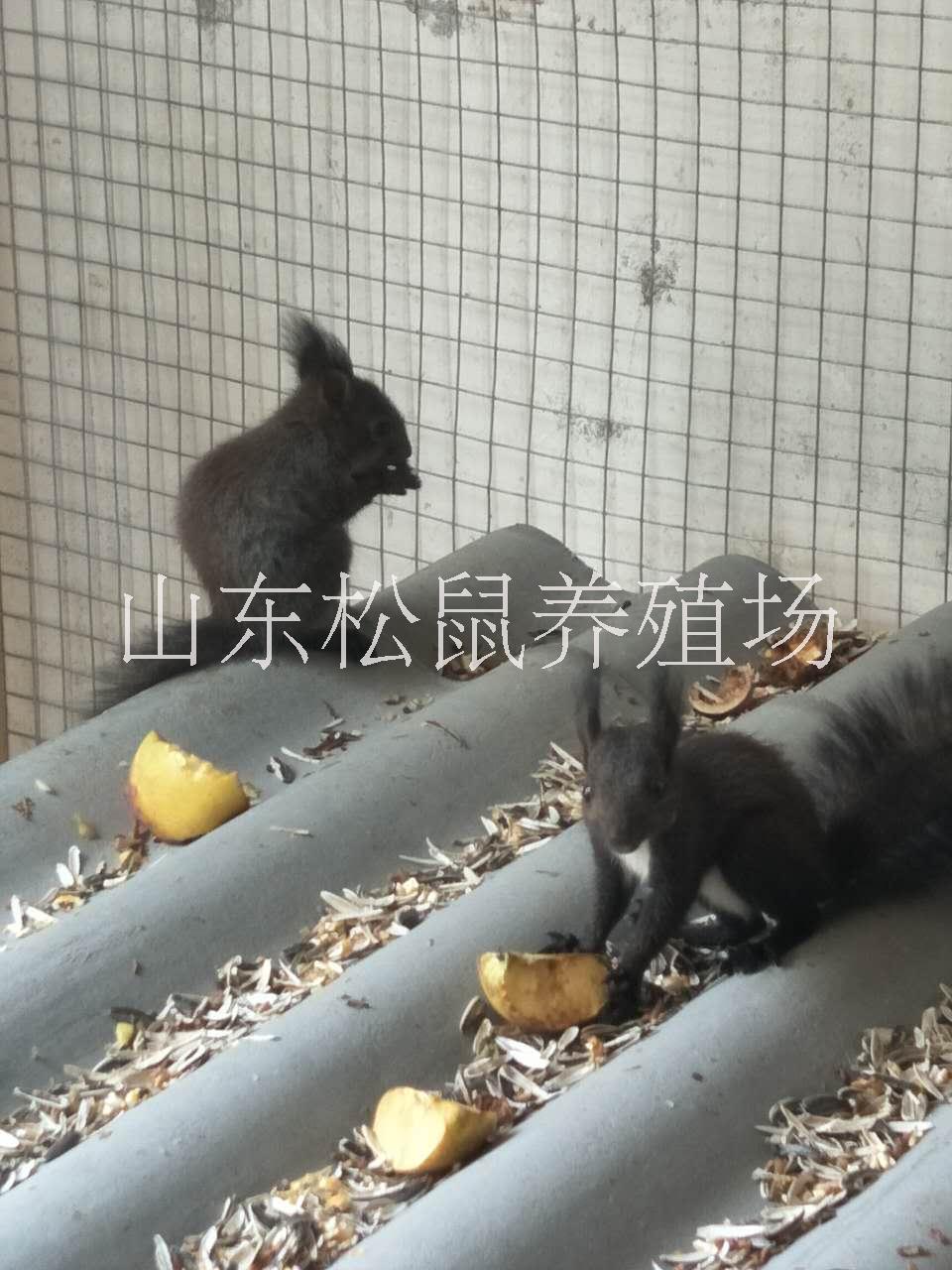魔王松鼠圖片/魔王松鼠樣板圖 (3)