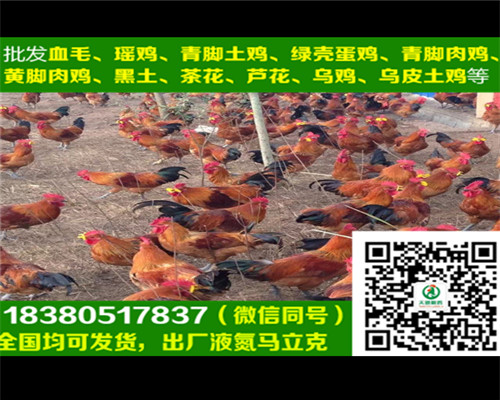 五黑綠殼蛋雞苗圖片/五黑綠殼蛋雞苗樣板圖 (2)