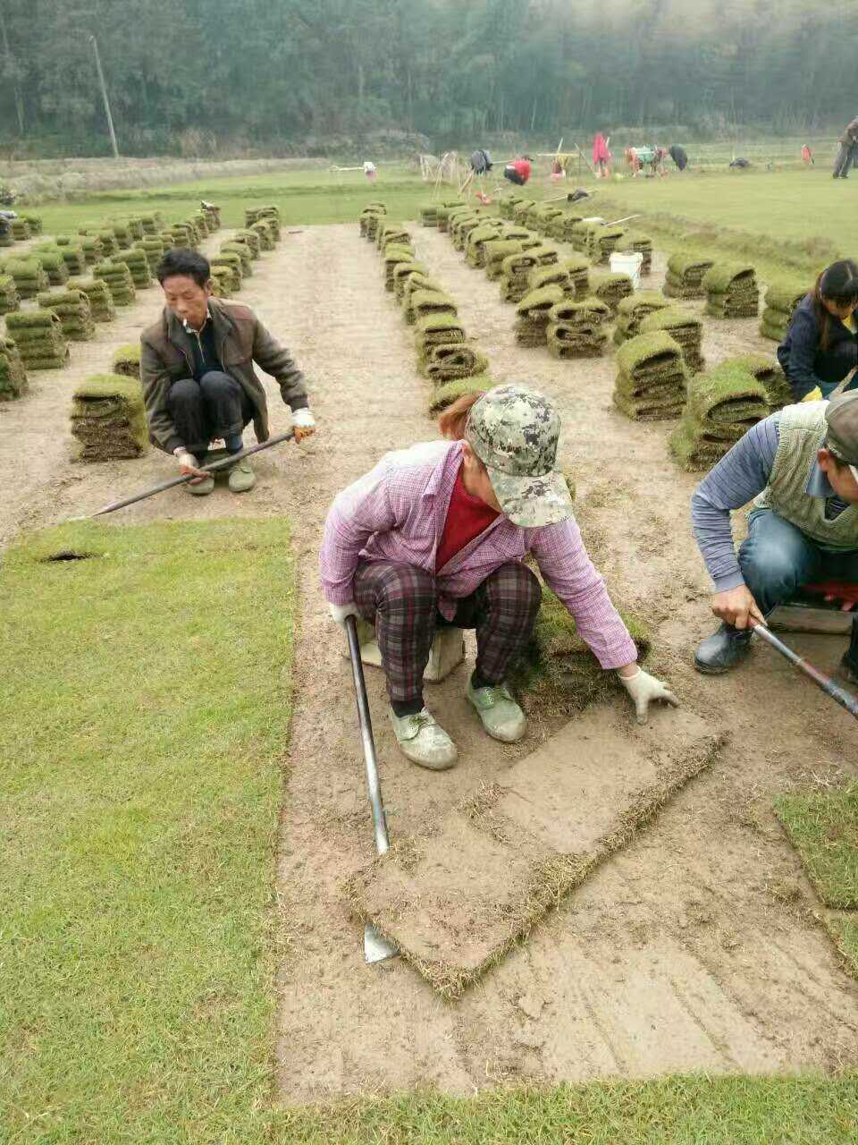 郴州市湖南马尼拉草坪厂家