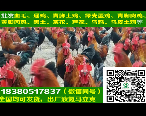 五黑綠殼蛋雞苗圖片/五黑綠殼蛋雞苗樣板圖 (1)