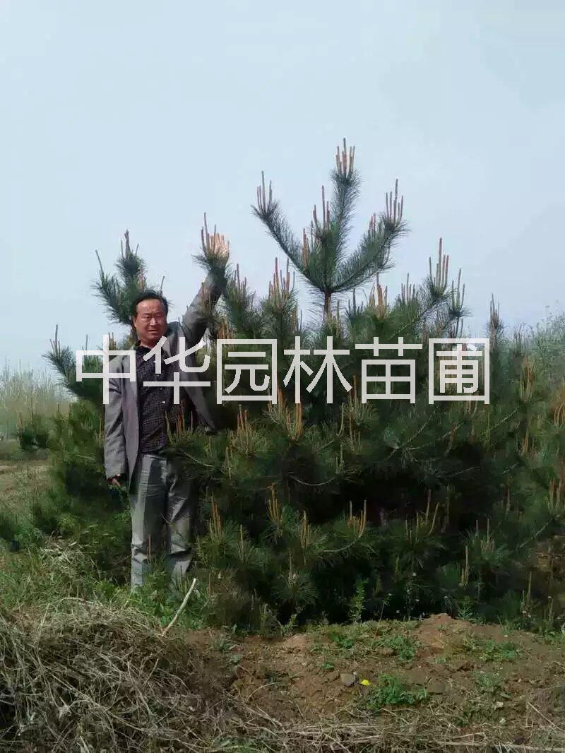 河北油松圖片/河北油松樣板圖 (4)