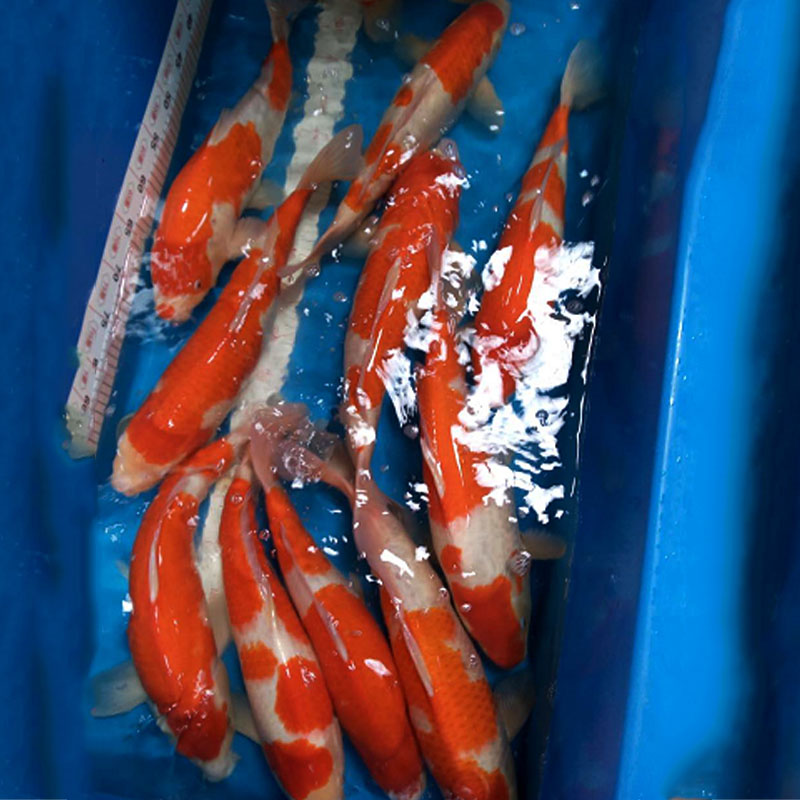 日本錦鯉圖片/日本錦鯉樣板圖 (4)