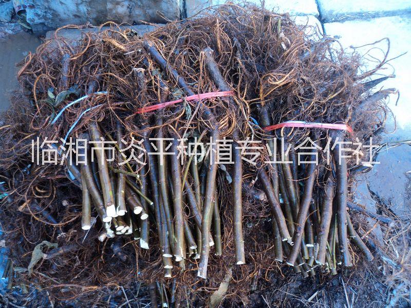 無花果樹苗圖片/無花果樹苗樣板圖 (2)