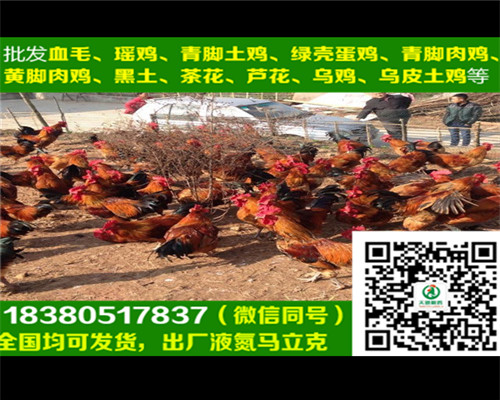 烏雞苗圖片/烏雞苗樣板圖 (3)