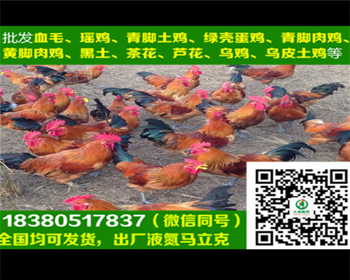 烏雞苗圖片/烏雞苗樣板圖 (1)